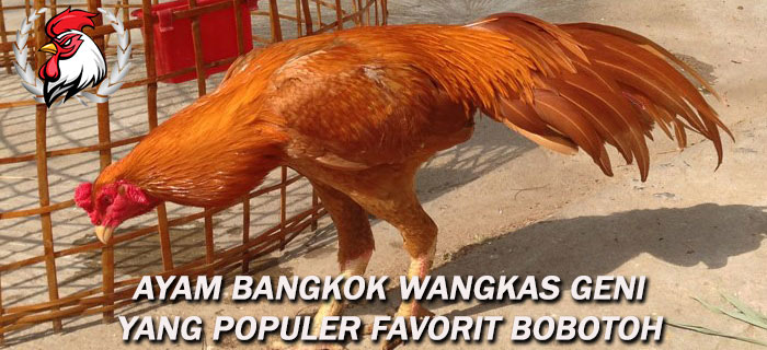Ayam Bangkok Wangkas Geni
